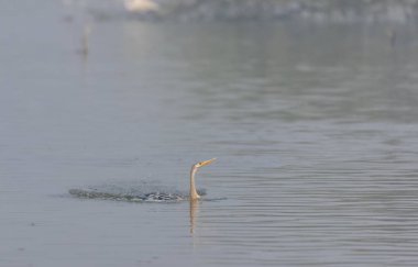Doğulu darter (Anhinga melanogaster) ya da kış sabahı ormanda yılan kuşu avcılığı.
