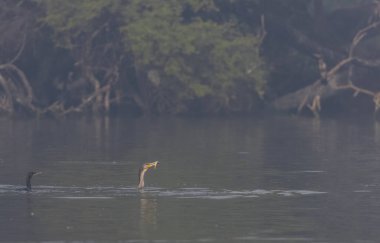 Doğulu darter (Anhinga melanogaster) ya da kış sabahı ormanda yılan kuşu avcılığı.