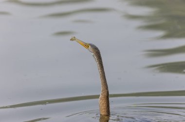 Doğulu darter (Anhinga melanogaster) ya da kış sabahı ormanda yılan kuşu avcılığı.