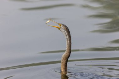 Doğulu darter (Anhinga melanogaster) ya da kış sabahı ormanda yılan kuşu avcılığı.