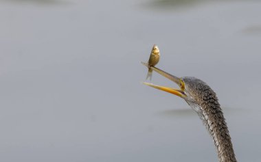 Doğulu darter (Anhinga melanogaster) ya da kış sabahı ormanda yılan kuşu avcılığı.