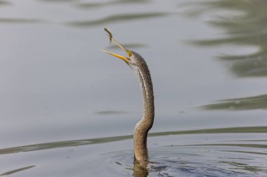 Doğulu darter (Anhinga melanogaster) ya da kış sabahı ormanda yılan kuşu avcılığı.