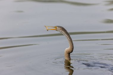 Doğulu darter (Anhinga melanogaster) ya da kış sabahı ormanda yılan kuşu avcılığı.