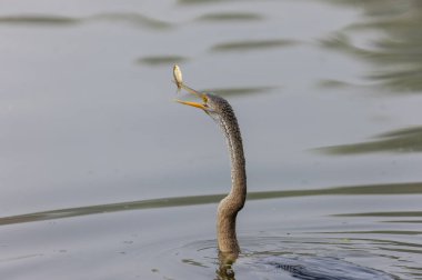 Doğulu darter (Anhinga melanogaster) ya da kış sabahı ormanda yılan kuşu avcılığı.