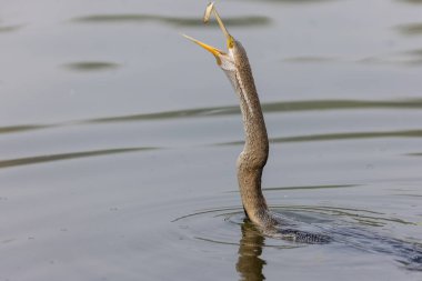 Doğulu darter (Anhinga melanogaster) ya da kış sabahı ormanda yılan kuşu avcılığı.