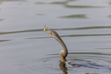 Doğulu darter (Anhinga melanogaster) ya da kış sabahı ormanda yılan kuşu avcılığı.