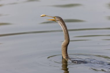 Doğulu darter (Anhinga melanogaster) ya da kış sabahı ormanda yılan kuşu avcılığı.