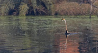 Doğulu darter (Anhinga melanogaster) ya da kış sabahı ormanda yılan kuşu avcılığı.