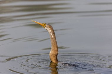 Doğulu darter (Anhinga melanogaster) ya da kış sabahı ormanda yılan kuşu avcılığı.