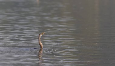 Doğulu darter (Anhinga melanogaster) ya da kış sabahı ormanda yılan kuşu avcılığı.