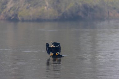 Doğulu Darter veya Hint yılan kuşu