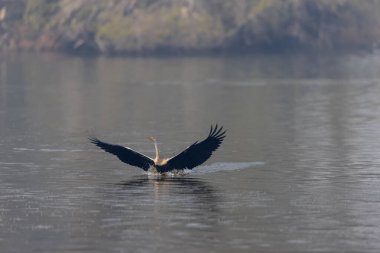 Doğulu Darter veya Hint yılan kuşu