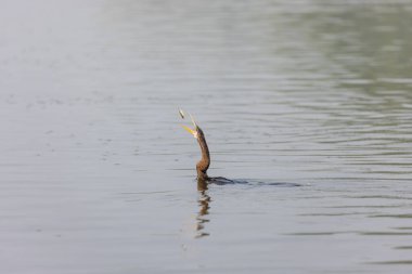 Doğulu darter (Anhinga melanogaster) ya da kış sabahı ormanda yılan kuşu avcılığı.