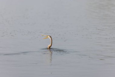 Doğulu darter (Anhinga melanogaster) ya da kış sabahı ormanda yılan kuşu avcılığı.