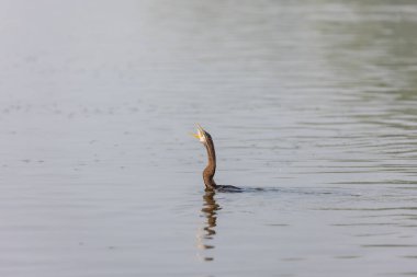 Doğulu darter (Anhinga melanogaster) ya da kış sabahı ormanda yılan kuşu avcılığı.