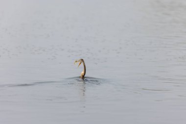 Doğulu darter (Anhinga melanogaster) ya da kış sabahı ormanda yılan kuşu avcılığı.