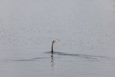 Doğulu darter (Anhinga melanogaster) ya da kış sabahı ormanda yılan kuşu avcılığı.