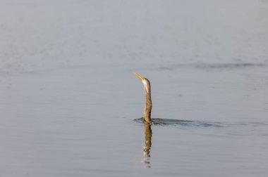 Doğulu darter (Anhinga melanogaster) ya da kış sabahı ormanda yılan kuşu avcılığı.