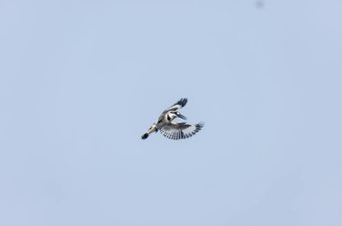 Gri örümcekkuşu (Lanius excubitor)