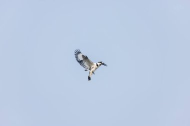Gri örümcekkuşu (Lanius excubitor)