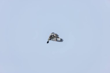Gri örümcekkuşu (Lanius excubitor)