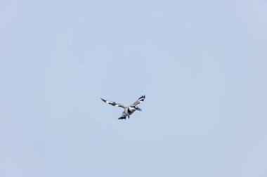 Gri örümcekkuşu (Lanius excubitor)