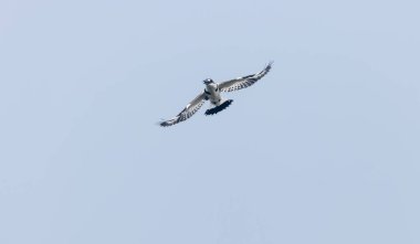 Gri örümcekkuşu (Lanius excubitor)