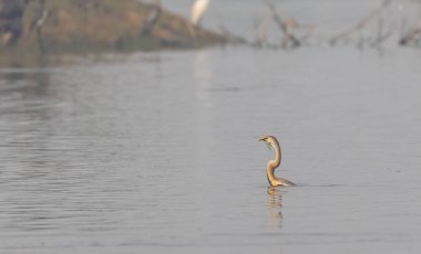 Doğulu darter (Anhinga melanogaster) ya da kış sabahı ormanda yılan kuşu avcılığı.