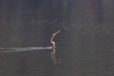 Doğulu darter (Anhinga melanogaster) ya da kış sabahı ormanda yılan kuşu avcılığı.