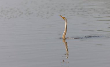 Doğulu darter (Anhinga melanogaster) ya da kış sabahı ormanda yılan kuşu avcılığı.