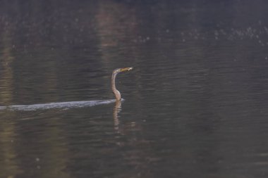 Doğulu darter (Anhinga melanogaster) ya da kış sabahı ormanda yılan kuşu avcılığı.