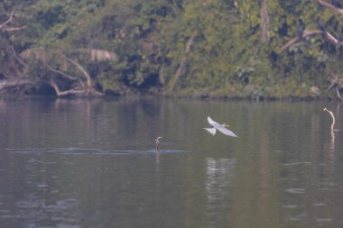 Doğulu darter (Anhinga melanogaster) ya da kış sabahı ormanda yılan kuşu avcılığı.