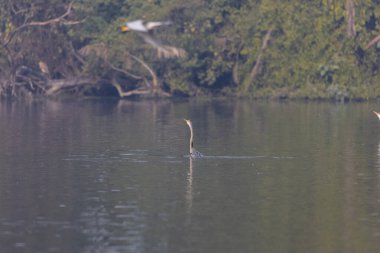 Doğulu darter (Anhinga melanogaster) ya da kış sabahı ormanda yılan kuşu avcılığı.