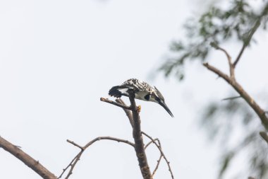 Gri örümcekkuşu (Lanius excubitor)