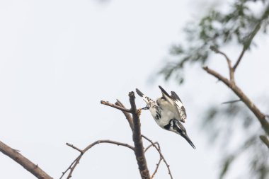 Gri örümcekkuşu (Lanius excubitor)