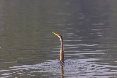 Doğulu darter (Anhinga melanogaster) ya da kış sabahı ormanda yılan kuşu avcılığı.