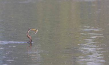 Doğulu darter (Anhinga melanogaster) ya da kış sabahı ormanda yılan kuşu avcılığı.