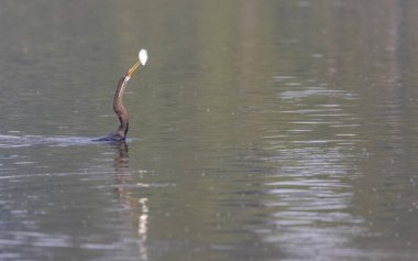 Doğulu darter (Anhinga melanogaster) ya da kış sabahı ormanda yılan kuşu avcılığı.