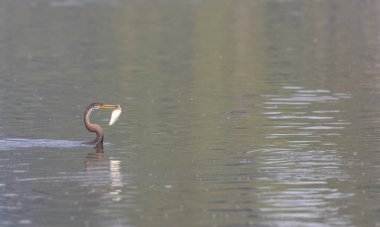 Doğulu darter (Anhinga melanogaster) ya da kış sabahı ormanda yılan kuşu avcılığı.