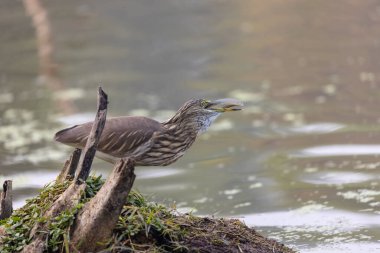 Doğulu darter (Anhinga melanogaster) ya da kış sabahı ormanda yılan kuşu avcılığı.