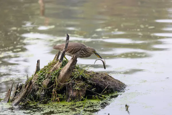 Doğulu darter (Anhinga melanogaster) ya da kış sabahı ormanda yılan kuşu avcılığı.