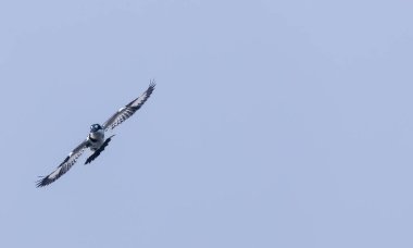 Kuş açık mavi gökyüzünde uçuyor 