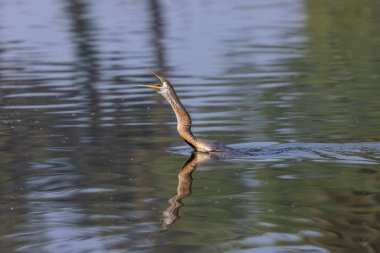 Büyük Karabatak (Phalacrocorax carbo) Keoladeo Ulusal Parkı 'ndaki su birikintisinde balık tutuyor..