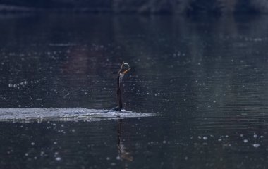Büyük Karabatak (Phalacrocorax carbo) Keoladeo Ulusal Parkı 'ndaki su birikintisinde balık tutuyor..
