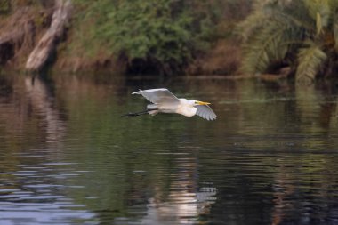 Orta balıkçıl (Ardea intermedia) kuş avı balığı.