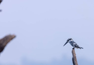 Balıkçı Kuş vahşi doğada