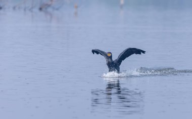 Büyük Karabatak (Phalacrocorax carbo) Keoladeo Ulusal Parkı 'ndaki su birikintisinde balık tutuyor..