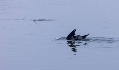 Büyük Karabatak (Phalacrocorax carbo) Keoladeo Ulusal Parkı 'ndaki su birikintisinde balık tutuyor..