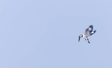 Mavi gökyüzünde uçan vahşi kuş 