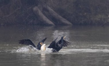 Büyük karabatak (akroakrocarcorax carbo) gölde balık avlıyor  